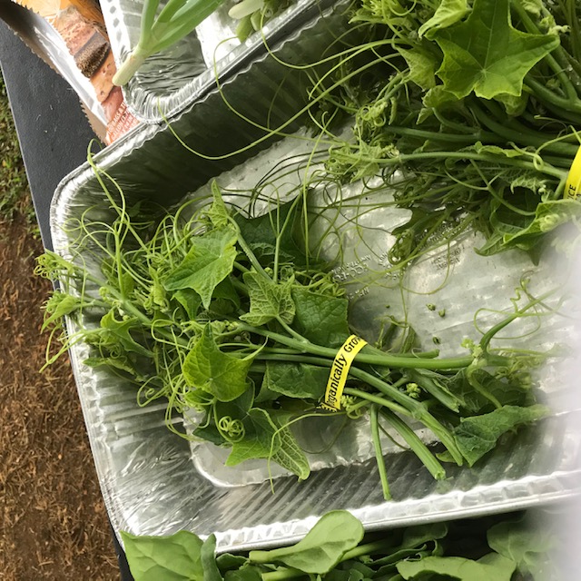 The growing tips of the pipinola (chayote) vines. 