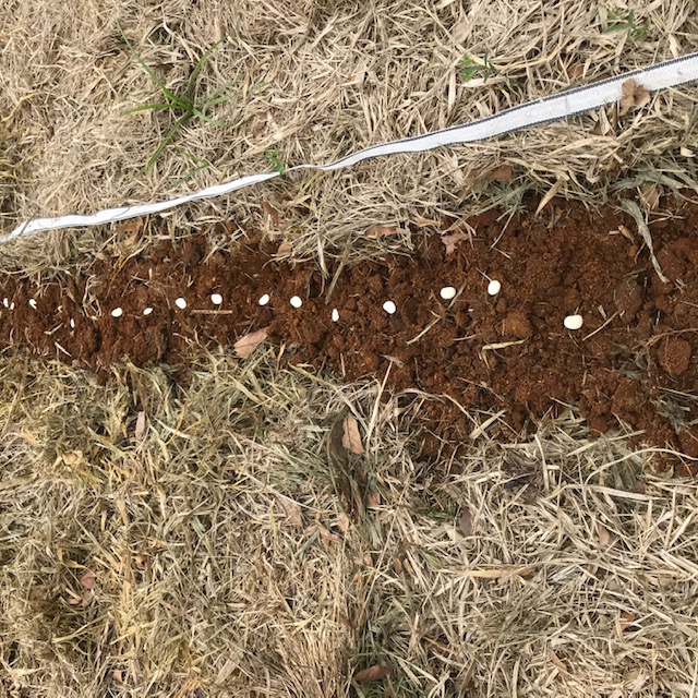 Lima beans ready to poke into the soil. Afterward I will water the row. 