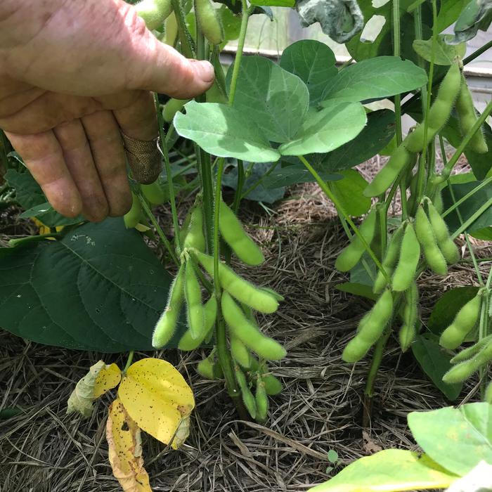 Soybeans almost ready to pick. The pods should be plump. 