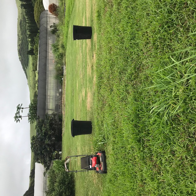 Mowing the grass beside the greenhouse 