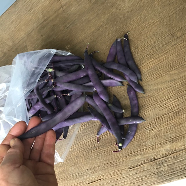 Purple Romano beans, my first picking. 