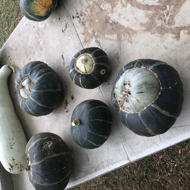 Buttercup squash. 