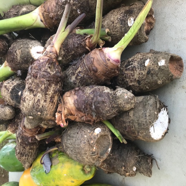 Taro. We leave the Hilo (top) so that people can plant it and thus grow their own taro. 