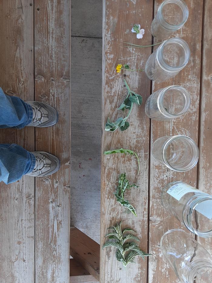 My different types of plants with the jars.