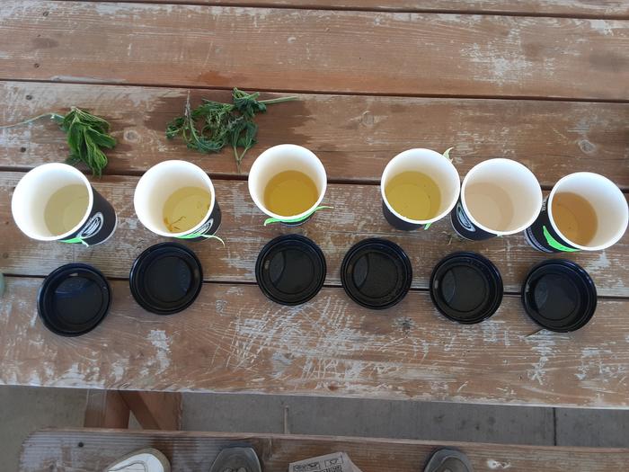 Finished tea, it was interesting the colors of some.