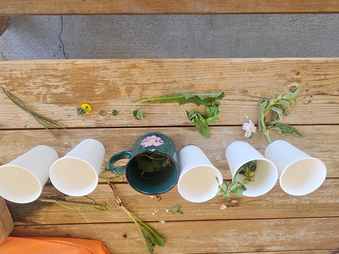 6 different tea plants