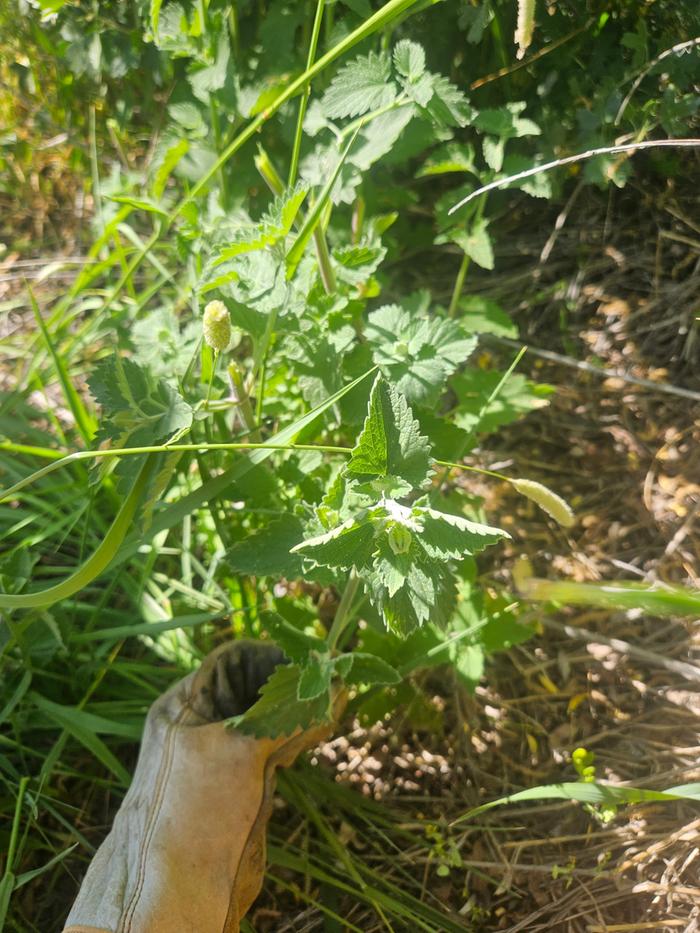 Wild mint