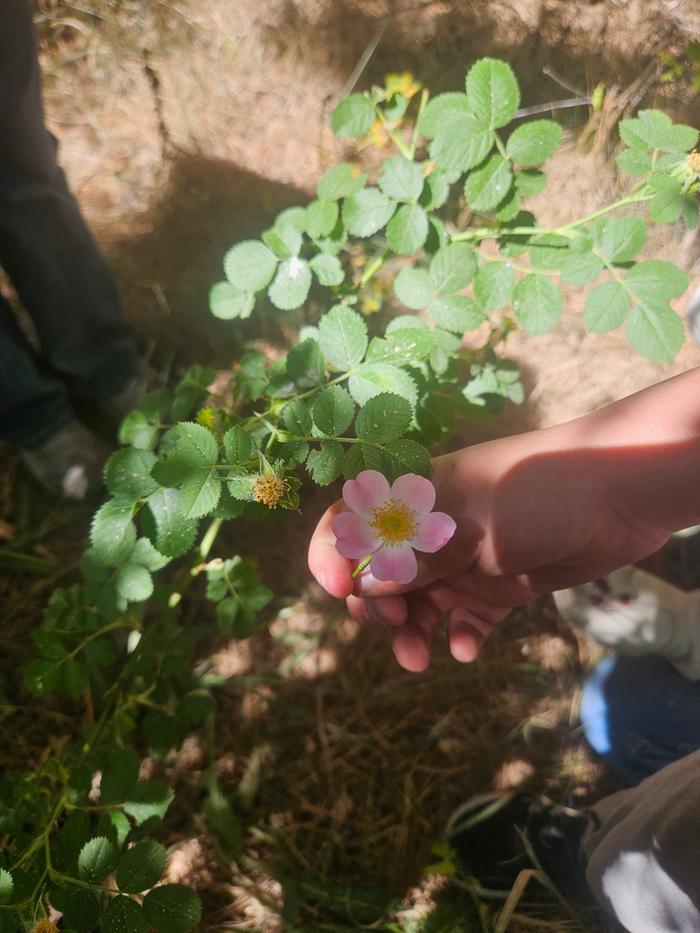 Rose