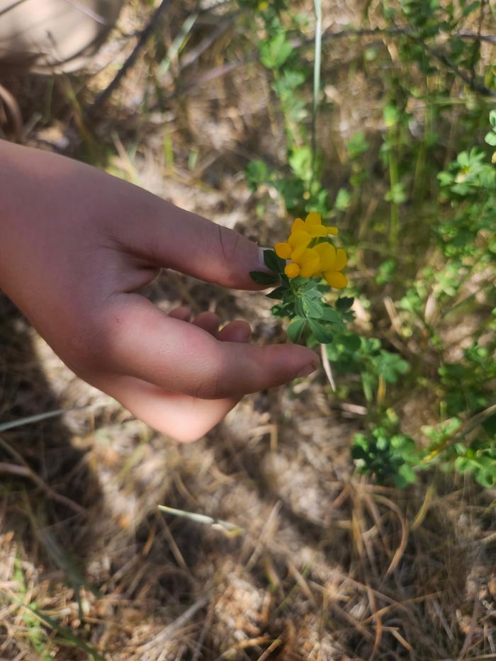 Yellow clover 