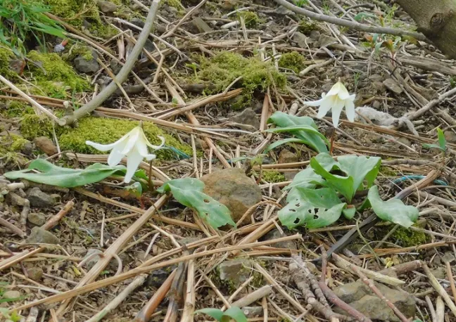 erythronium in forest garden