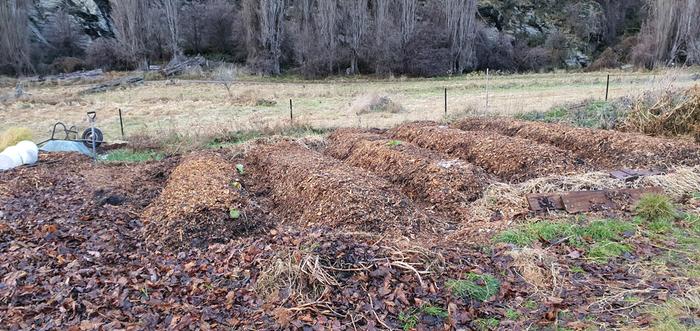 Newly planted garlic beds mid winter