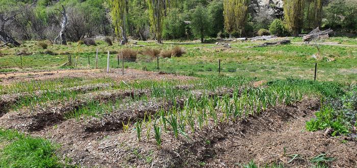 Garlic four months after planting