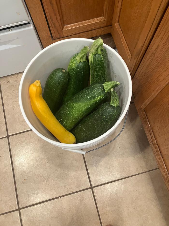 So much zucchini 