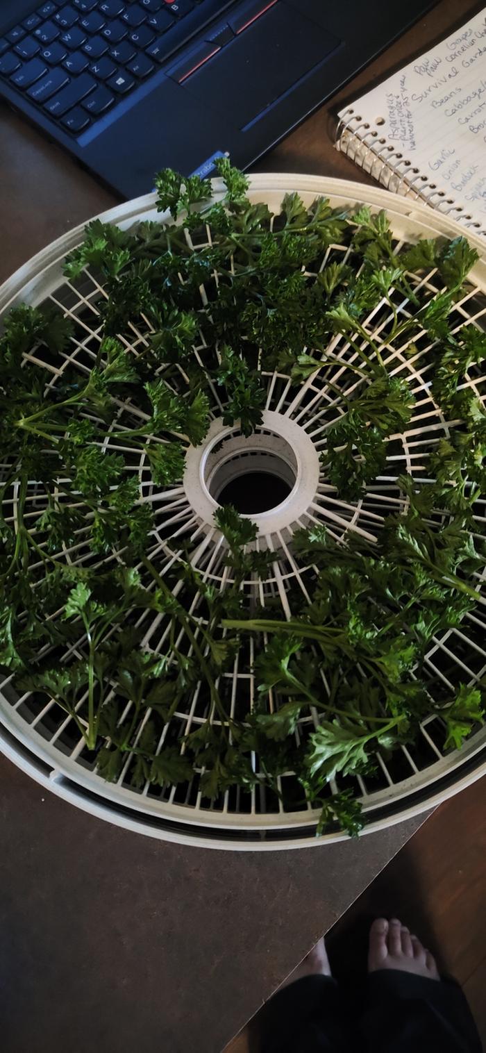 [Thumbnail for 2-Parsley-on-the-dehydrator-tray.jpg]