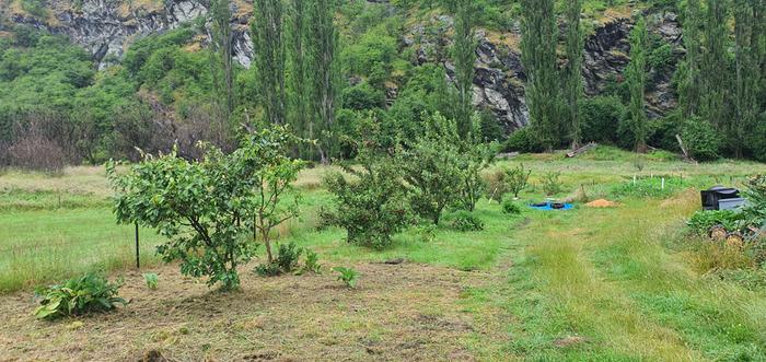 Community garden orchard