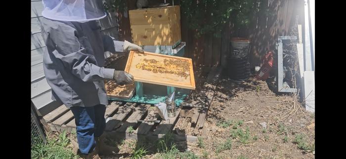 The bees, moved in. Can you see them on the lid? oops, they build comb up there... now worries! 