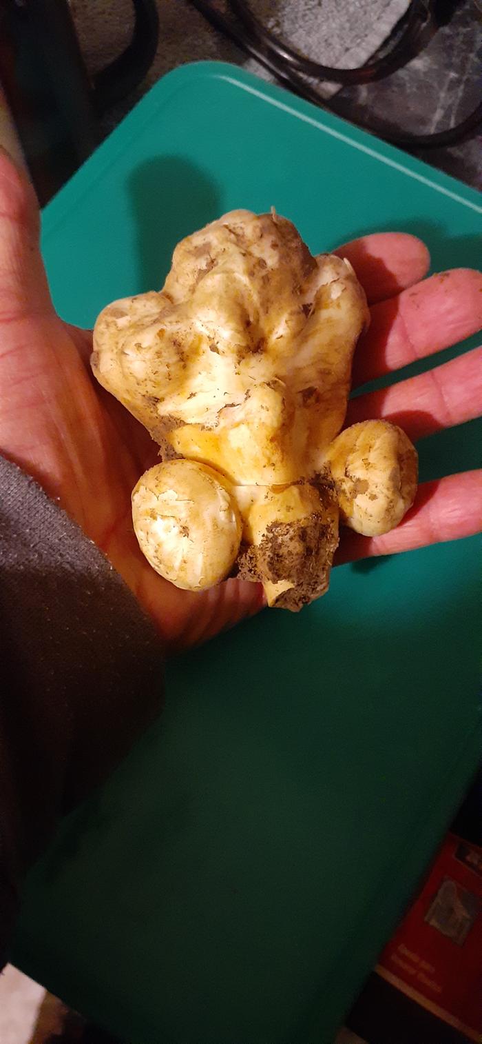 enormous sunchoke tuber