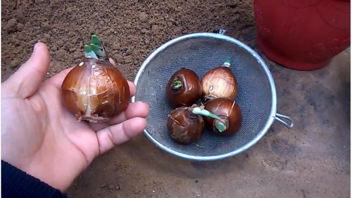 [Thumbnail for Narcissus-bulbs.jpg]