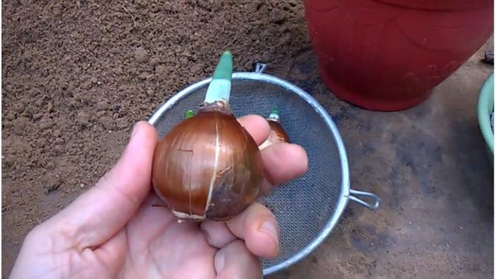 [Thumbnail for Narcissus-bulb.jpg]