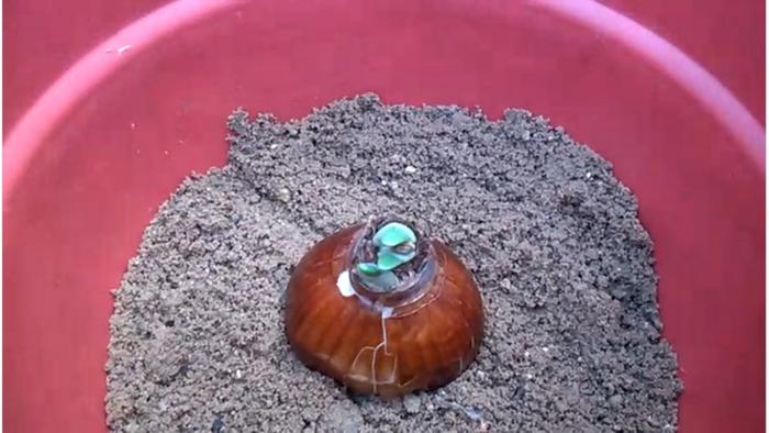 [Thumbnail for planting-Narcissus-bulb.jpg]