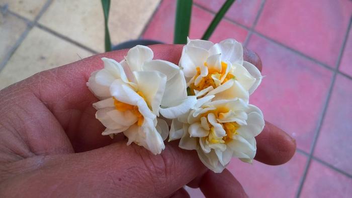 [Thumbnail for Narcissus-flowers.jpg]