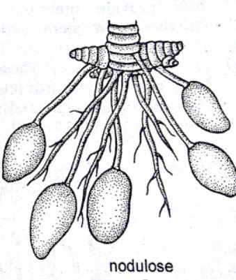 [Thumbnail for Modifications-of-Adventitious-roots-Nodulose-Roots.jpg]