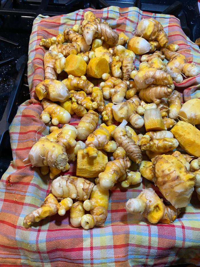 home grown turmeric harvest