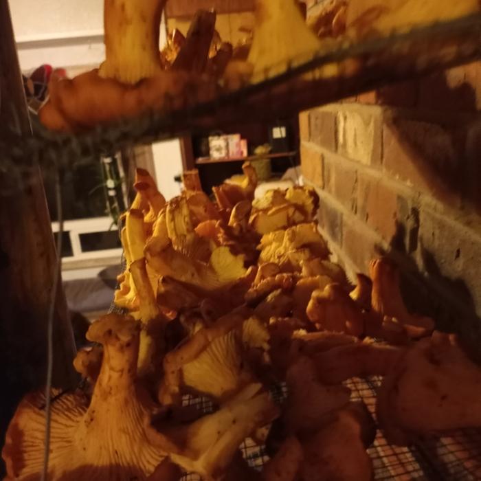 Lovely chanterelles drying