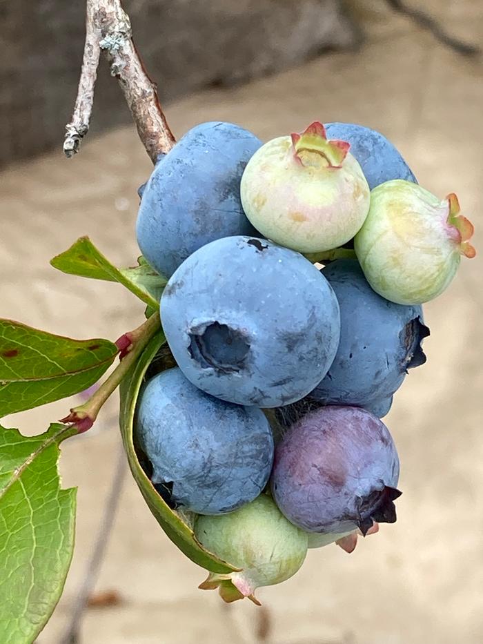 Hugle Blueberries