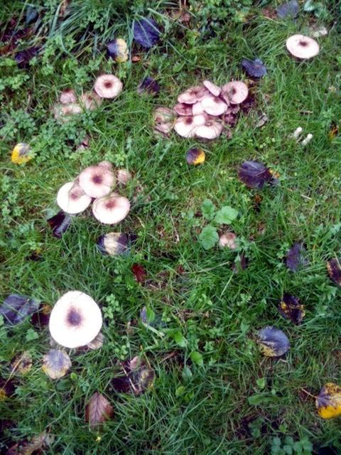Portobellos growing in grassy area