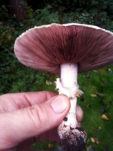 Close up of portobello grown in grassy area