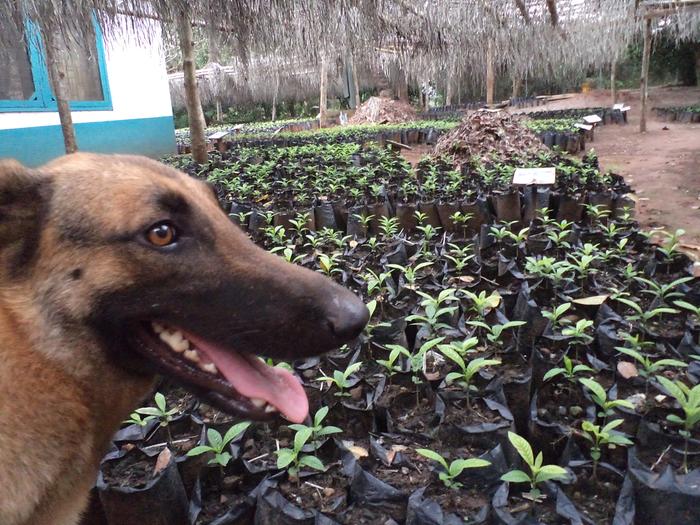 [Thumbnail for Borojoa-Tree-Nursery-and-Guard-.jpg]