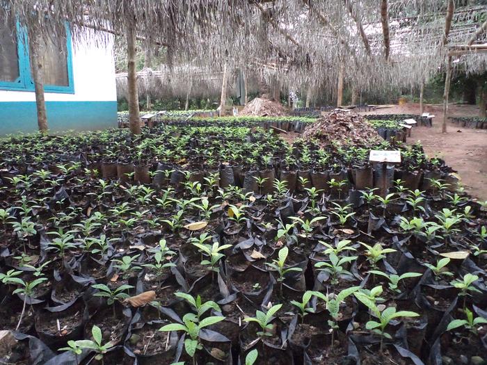 [Thumbnail for Borojoa-Tree-Nursery2.jpg]