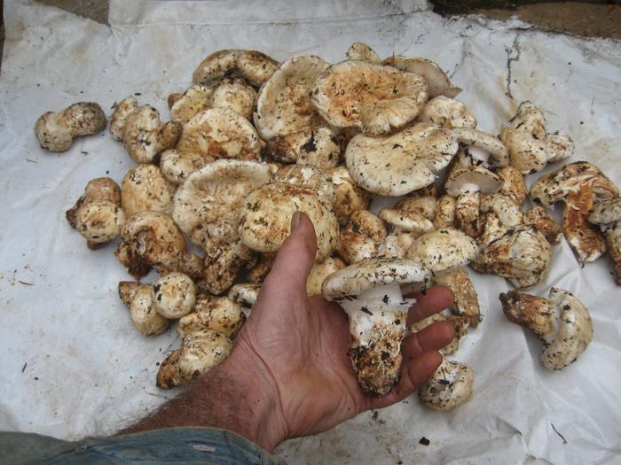 11/08/2021 Matsutake 