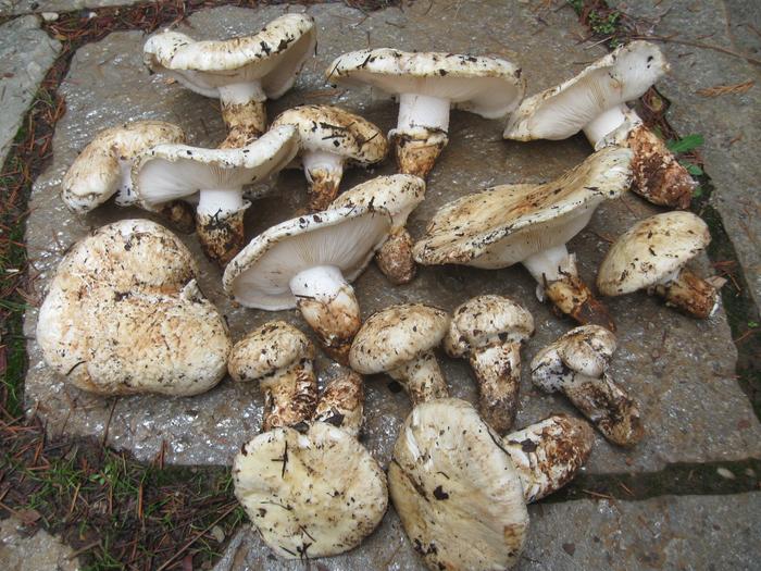 matsutake(pine mushroom)