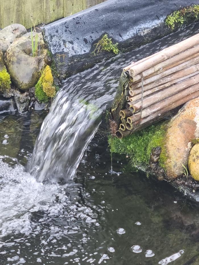 My pond