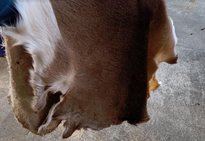 [Thumbnail for deer-hide.JPG]