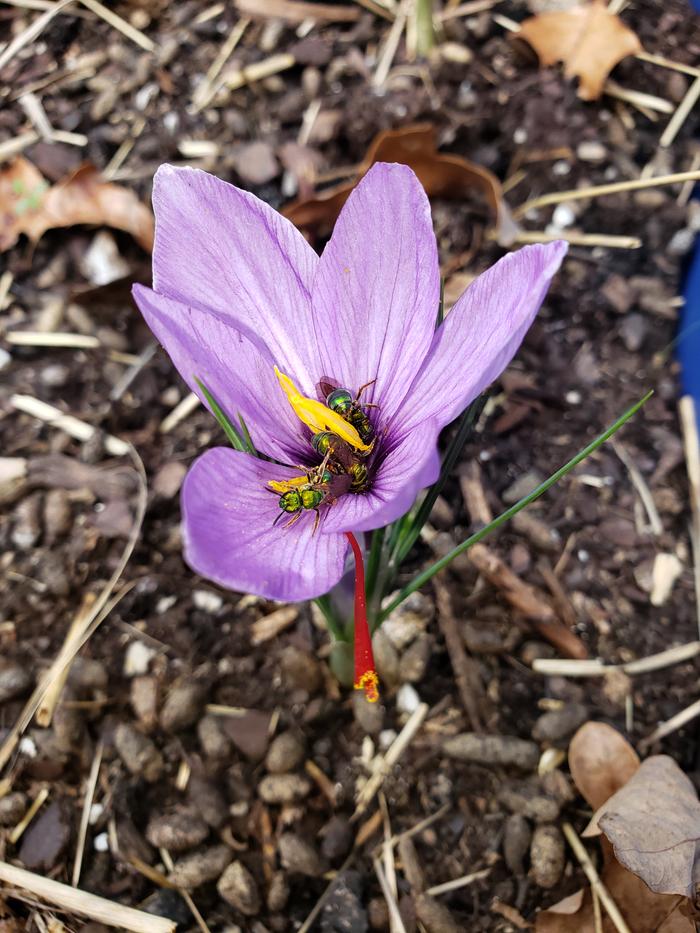 First bloom - and it has little friends!