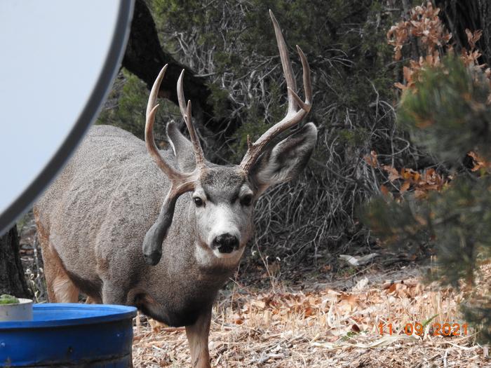 Drop tine muley