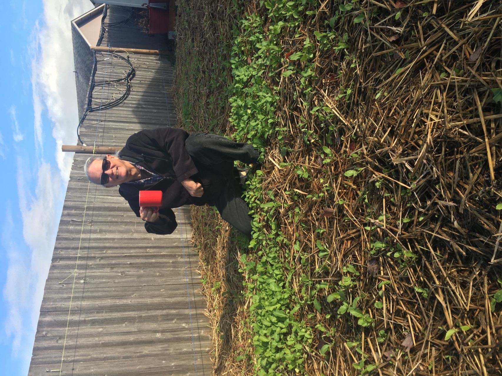 Daikon Radish vs Clay Layer (gardening for beginners forum at permies)