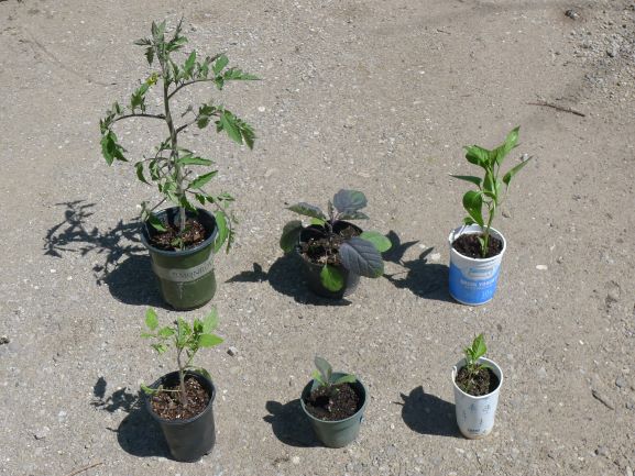 Tomatoes, eggplants and bell peppers 