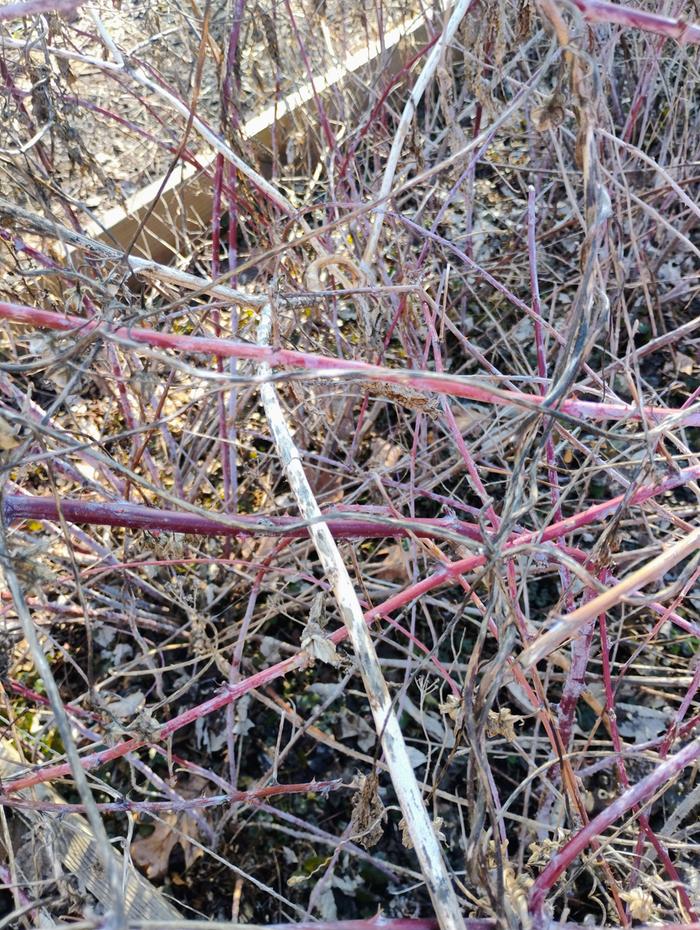 10 square feet of black raspberry plants