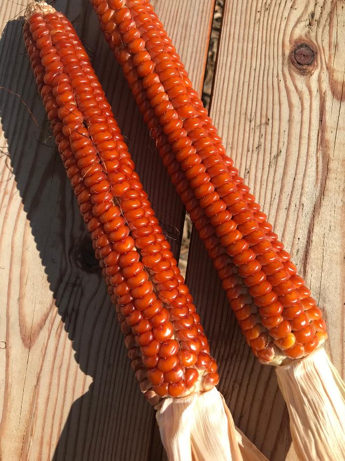 &amp;#91;cascade-ruby-gold-corn.jpg&amp;#93;