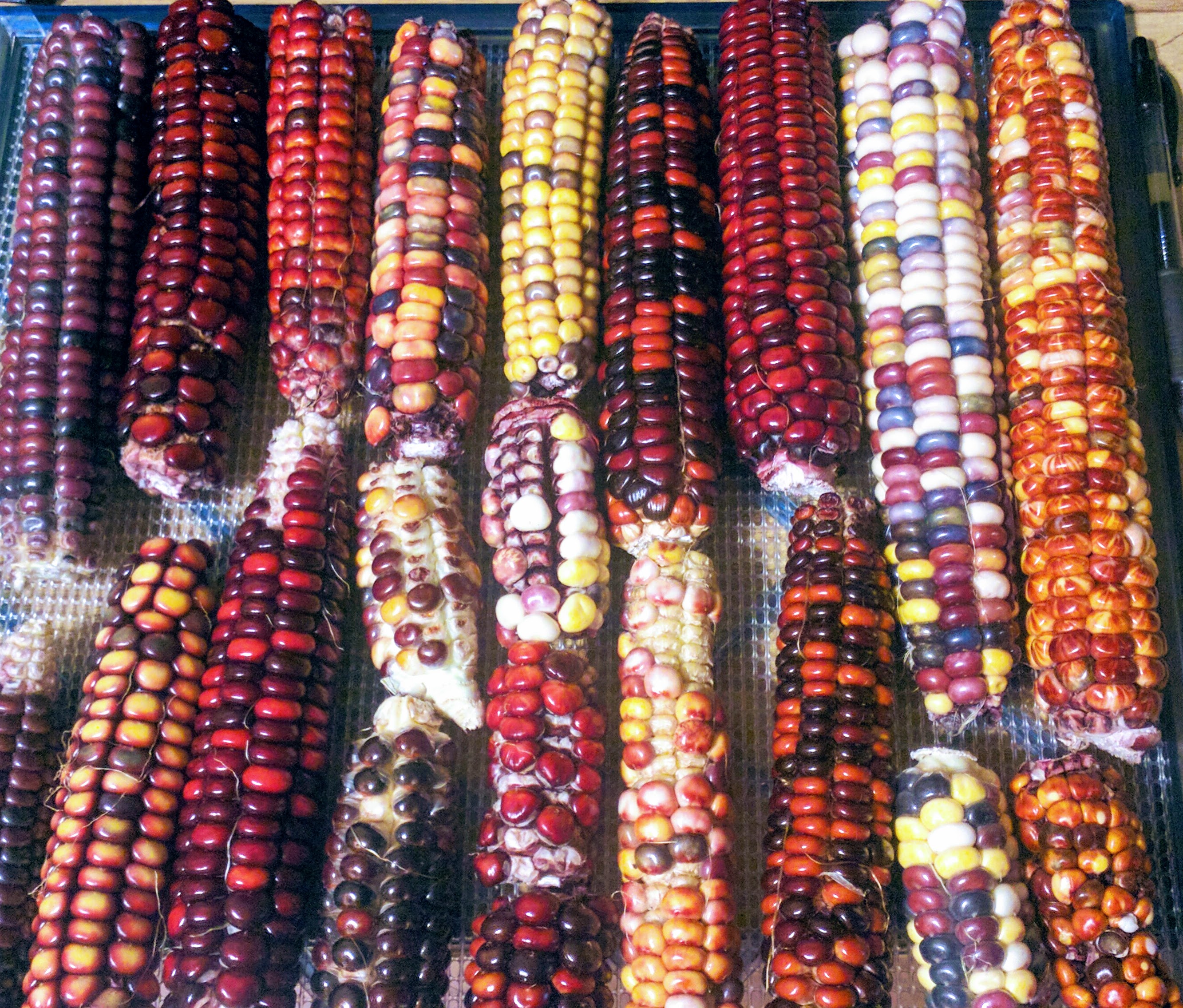Favorite Corn For Cornmeal natural Bread Baking Forum At Permies 