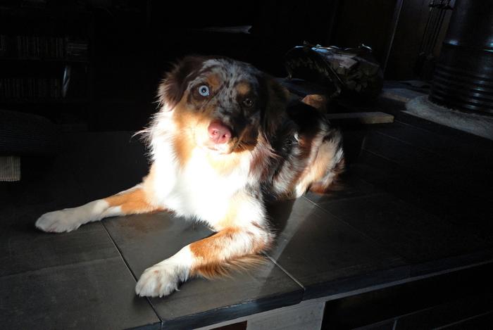 Dog in sunlight on a rocket mass heater