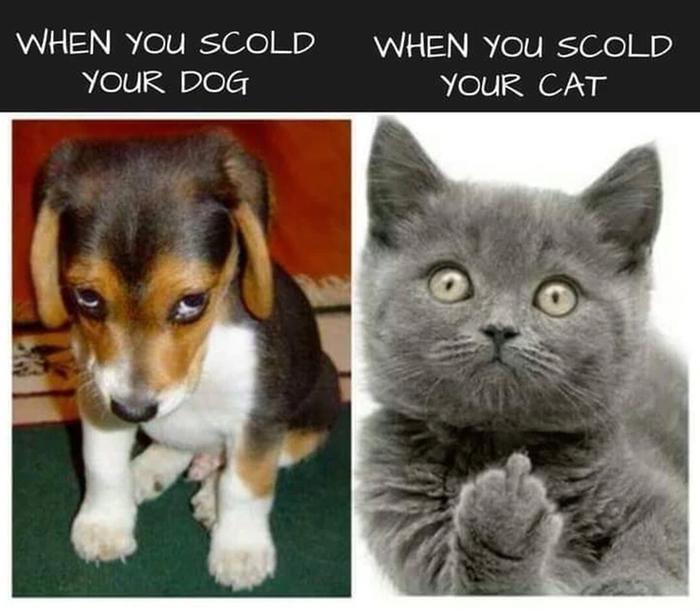pet scolding
