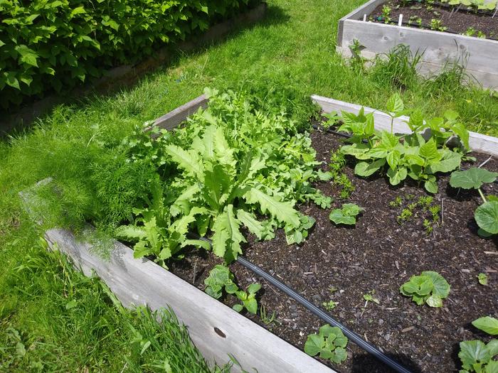 This is a 4x4 plot in June.