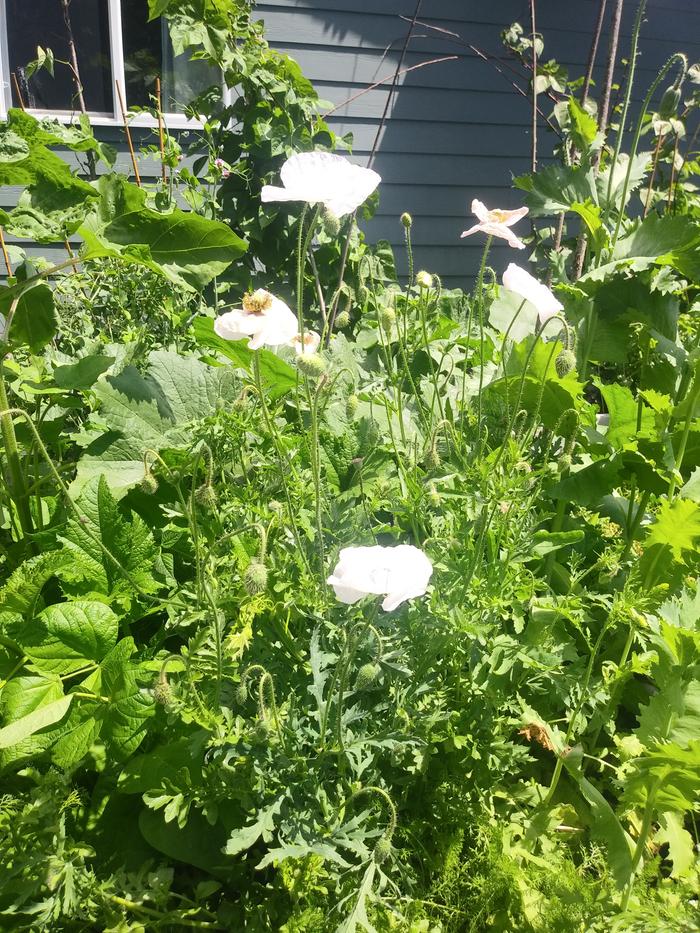 Here's the same child's garden one month later.