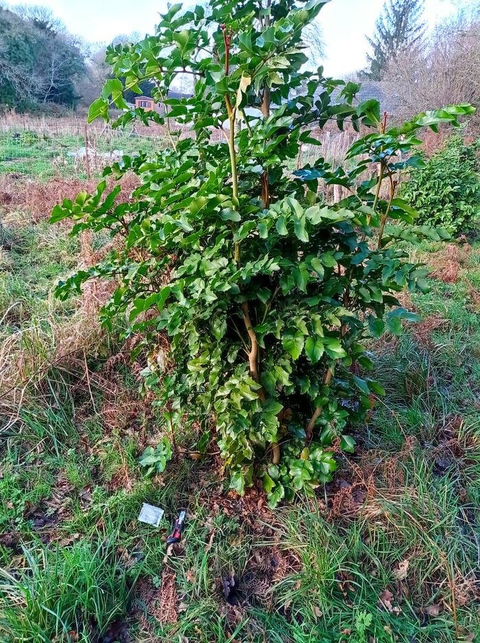 Gevuina avellana plant propagation by layering