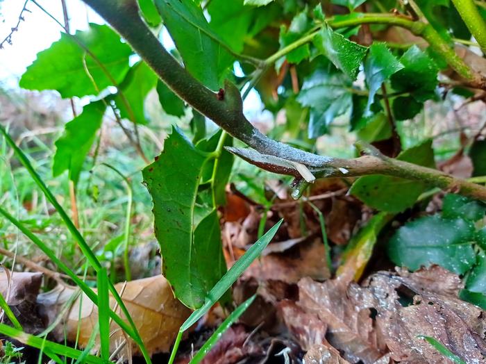 Gevuina avellana plant propagation split stem